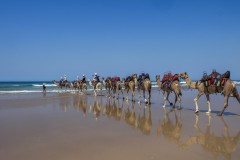 《Camels》      獲Honour獎     作者：孔德慧