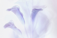 《Dancing Lillies 花舞》      獲Merit獎     作者：陈少君