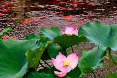 《Lotus》      獲Merit獎     作者：文华