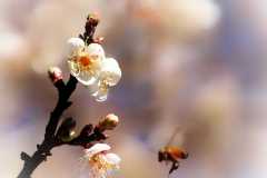 《PLUM BLOSSOM》      獲Merit獎     作者：伍詠梅