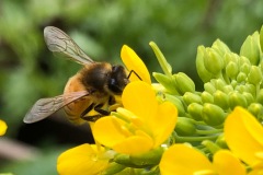 《Bee Love》      獲Merit獎     作者：刘加明