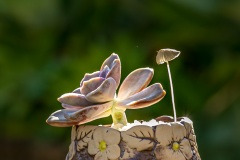 《Succulent 2》      獲Merit獎     作者：李彩萍