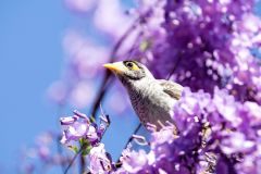 《early bird has food to eat》      獲Merit獎     作者：曹蕾