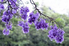《JACARANDA UNDER RAIN》      獲Merit獎     作者：伍詠梅