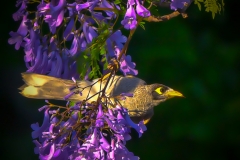 《Jacaranda and Bird》      獲Honour獎     作者：田利平