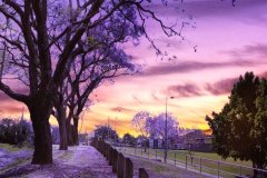《Purple Lane》      獲Honour獎     作者：伍詠梅