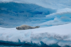《The Leisurely Seal of Antarctica》      獲Merit獎     作者：沈敏敏