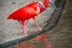 《The Scarlet Ibis》      獲Merit獎     作者：沈敏敏