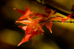 《Autumn leaves》      獲Honour獎     作者：刘红心