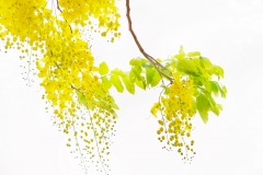 《Golden Rain》      獲Merit獎     作者：杨晓红