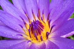 《Water Lily》      獲Merit獎     作者：郑碧华