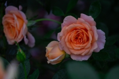 《Flower》      獲Merit獎     作者：孙毅