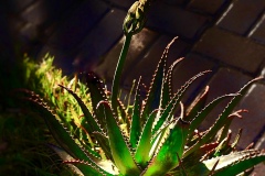 《植物》      獲Merit獎     作者：裴维平