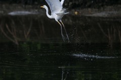 《Taking Off》      獲Merit獎     作者：姜淑英