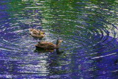 《Duck under Jacaranda Tree》      獲Merit獎     作者：沈敏敏