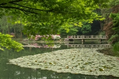 《Lily Pond》      獲Merit獎     作者：沈敏敏