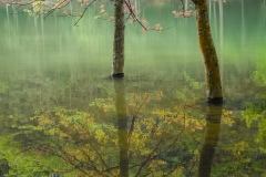 《Tree in water》      獲Merit獎     作者：沈敏敏