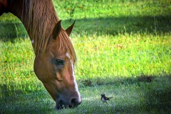 《Friendship of bird and horse JPG》      獲Merit獎     作者：田利平