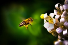 《busy in honey harvesting JPG 3》      獲Merit獎     作者：田利平