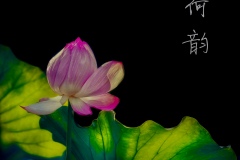 《Lotus2》      獲Merit獎     作者：杨晓红