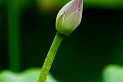 《Lotus bud》      獲Merit獎     作者：方红
