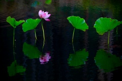 《Dancing Lotus》      獲Honour獎     作者：徐克钏