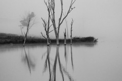 《Tree》      獲Honour獎     作者：杨晓红