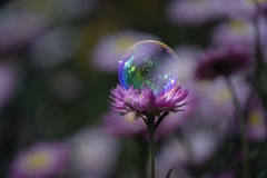 《Flower》      獲Merit獎     作者：沈敏敏 (AB组)