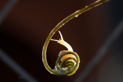 《Snail After Rain》      獲Merit獎     作者：璩伏萍 (B组)