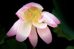 《  Lotus in Rain》      獲Honour獎     作者：刘加明 (B组)