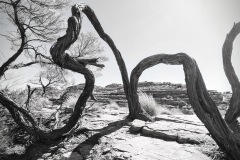 《Dance of Life》   获Merit奖   作者：田利平（AB组）