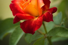 《Rose》   获Merit奖   作者：韦钢（A组）