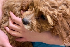 《comfortable》   获Merit奖   作者：文华 （B组）