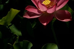 《lotus1》   获Merit奖   作者：黎文龙（AB组）