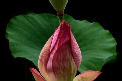 《lotus2》   获Honour奖   作者：黎文龙（AB组）