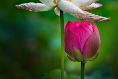 《Beauty of the Cycle》   获Honour奖   作者：韦钢（A组）