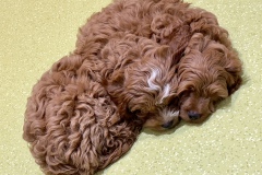 《have a rest》   获Merit奖   作者：文华 （B组）