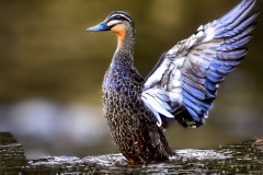 《About to fly》   获Merit奖   作者：田利平（AB组）