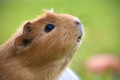 《Ginipig》   获Merit奖   作者：田利平（AB组）