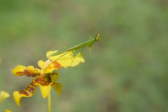 《waiting patiently》   获Merit奖   作者：黎文龙（AB组）