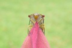 《I am at the top》   获Honour奖   作者：黎文龙（AB组）