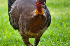 《Backyard turkey》   获Merit奖   作者：韦钢（A组）