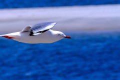 《flying》   获Merit奖   作者：吴子明（A组）