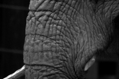 《Trapped》   获Merit奖   作者：安杨（A组）