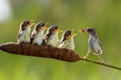 《Feeding time》   获Honour奖   作者：岳卫兵（A组）