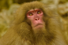 《Our cousin》   获Merit奖   作者：张泽慧（A组）