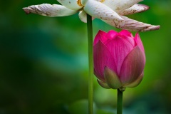 《Lotus》      獲Honour獎     作者：韦钢 (A组)