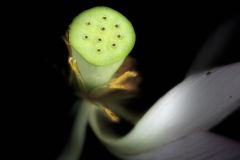 《Lotus pod》      獲Merit獎     作者：芦志坚 (B组)