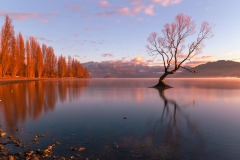 《That Wanaka Tree》      獲Honour獎     作者：李彩萍 (A组)