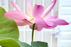 《Emerging Beauty》    获Merit奖     作者：刘加明（B组）